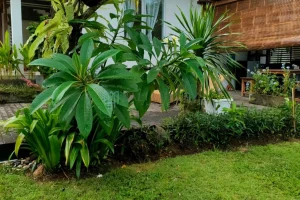 Garden Vl 003 01